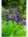 Agapanthe balck magic