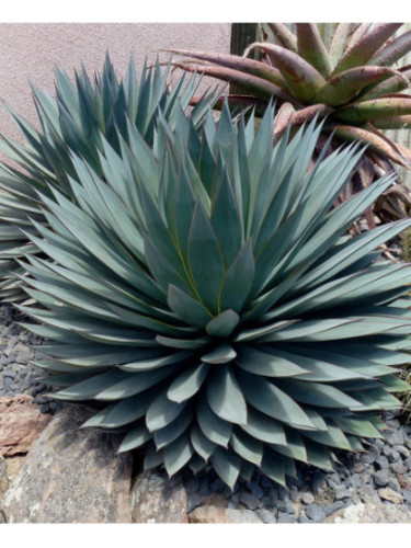 Agave x 'Blue Glow' / Agave