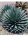 Agave x 'Blue Glow' / Agave