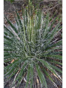 Agave multifilifera