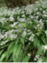 Allium ursinum / Ail des ours