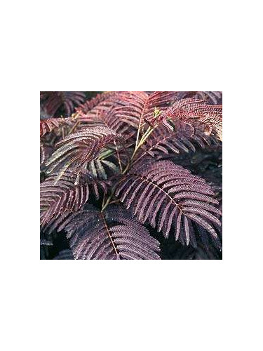 Albizia 'Summer chocolate'