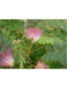 Albizia julibrissin ombrella 'Boubri' / Arbre à soie
