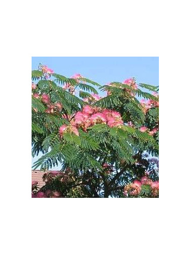 Albizia julibrissin ombrella 'Boubri' / Arbre à soie