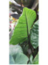 Alocasia 'Black Stem'