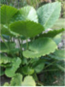 Alocasia Gagaena California