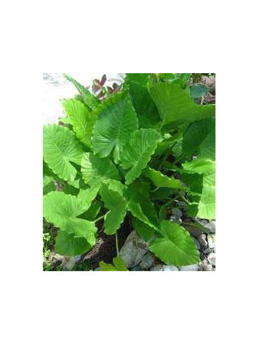 Alocasia Gagaena California