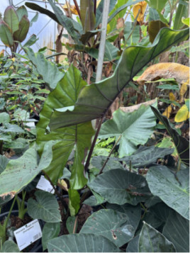 Alocasia sumo