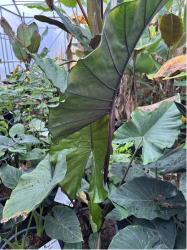 Alocasia sumo