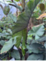 Alocasia sumo