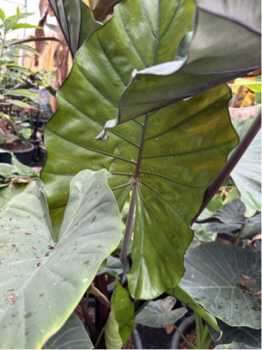 Alocasia sumo