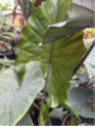 Alocasia sumo