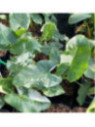 Alocasia macrorrhiza variegata