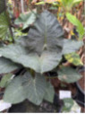 Alocasia 'Regal shield' (européen)
