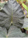 Alocasia 'Regal shield' (européen)