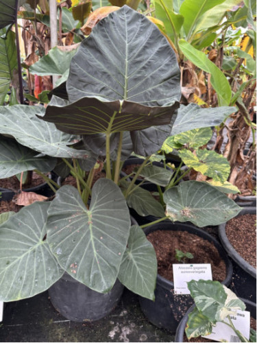 Alocasia 'Regal shield' (européen)