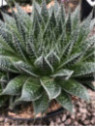 Aloe Aristata