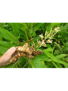 Alpinia galanga - Gingembre rouge