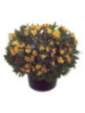 Alstroemeria garden 'Summer Breeze' / Lis des Incas
