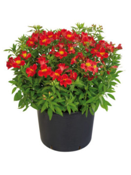 Alstroemeria garden 'Summer heat' / Lis des Incas