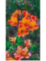 Alstroemeria garden indian summer bicolore