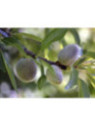 Prunus dulcis 'Texas' / Amandier