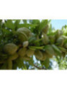Prunus dulcis 'Ferraduel' / Amandier (autofertile)