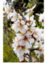 Prunus dulcis 'Ferraduel' / Amandier (autofertile)