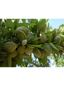 Prunus dulcis 'makoko' / Amandier (autofertile)
