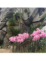 Amaryllis belladonna