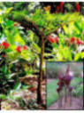 Amorphophallus konjac (rivieri)