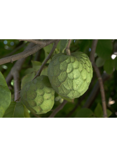 Annona cherimola 'Alboran' / Cherimoyo / Cherimoya greffé