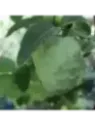 Annona cherimola 'Campas' / Cherimoyo / Cherimoya greffé
