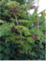 Aralia elata / Angelique en arbre