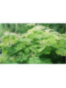 Aralia elata / Angelique en arbre