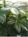 Fatsia japonica / Aralia japonica