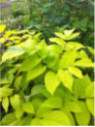 Aralia cordata 'Sun king'