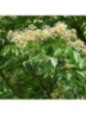 Tetradium daniellii / Euodia /Arbre à miel