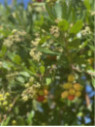 Arbutus unedo / Arbousier / Arbre aux fraises