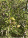 Argan - Argania spinosa - Arganier