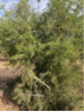 Argan - Argania spinosa - Arganier