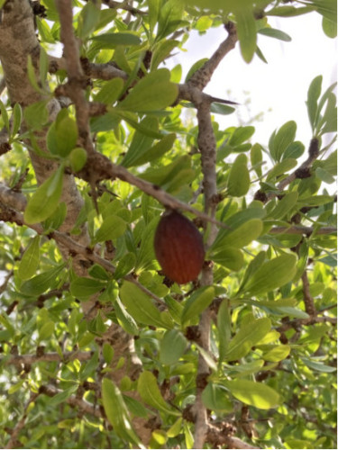 Argan - Argania spinosa - Arganier