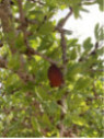 Argan - Argania spinosa - Arganier