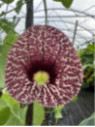 Aristolochia elegans