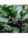 Aronia mitschurinii / Aronie
