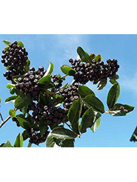 Aronia (x) prunifolia 'Nero' / Aronie