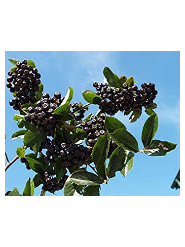 Aronia (x) prunifolia 'Nero' / Aronie