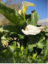 Zantedeschia aethiopica 'Himalaya' / Arum géant d'Ethiopie