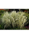 Arundo donax aureovariegata (canne de provence)