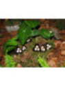 Asarum maximum 'Ling Ling' / Asaret